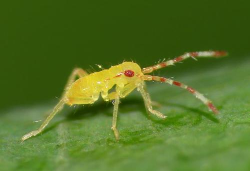 Campyloneura virgula